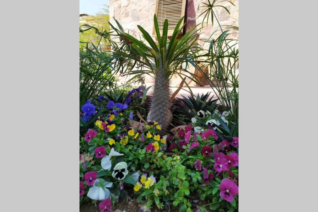 Eilat Stone - Patio אבן אילת - פטיוアパートメント エクステリア 写真